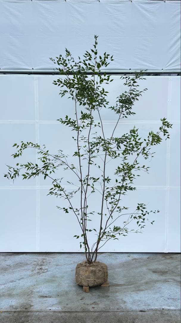 超特大サイズ 細く美しく繊細な樹形 ハイノキ 株立 713 樹高2.4m位