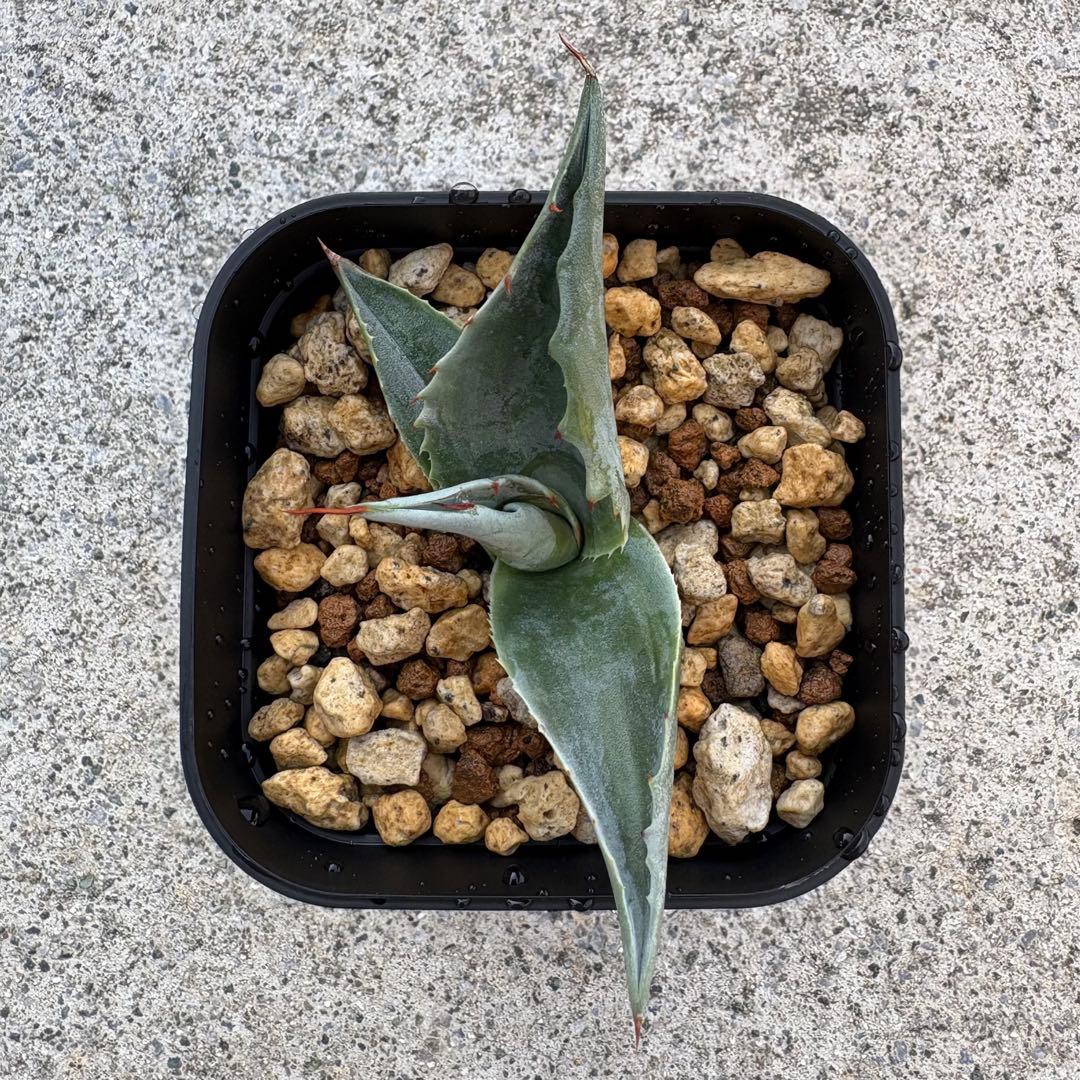 アガベ オバティフォリア 凸凹覆輪斑 ①超希少株 検(キラー オルカ モビー好き