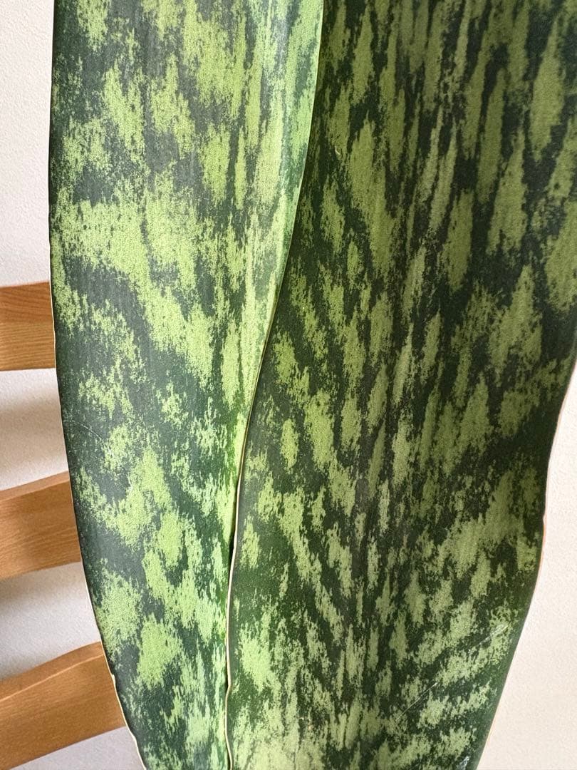 K*a様 サンスベリア　オブリティアナ　6号