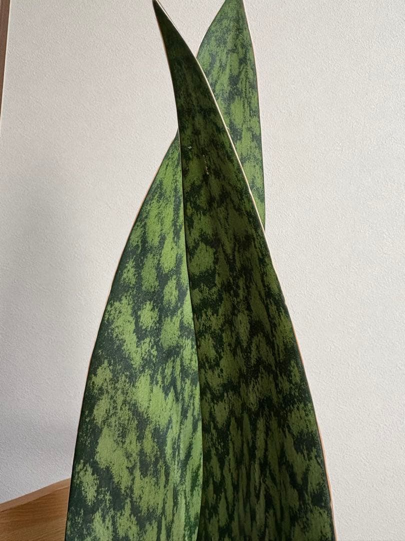 K*a様 サンスベリア　オブリティアナ　6号