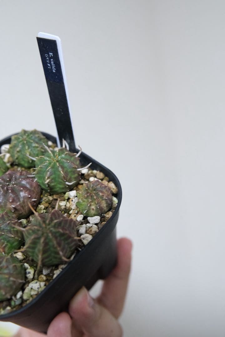 n*n様 ユーフォルビア　バリダ