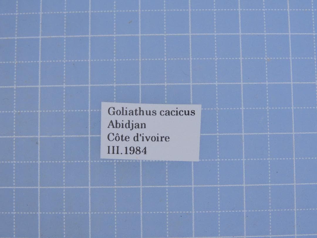 標本 Goliathus cacicus 80mm