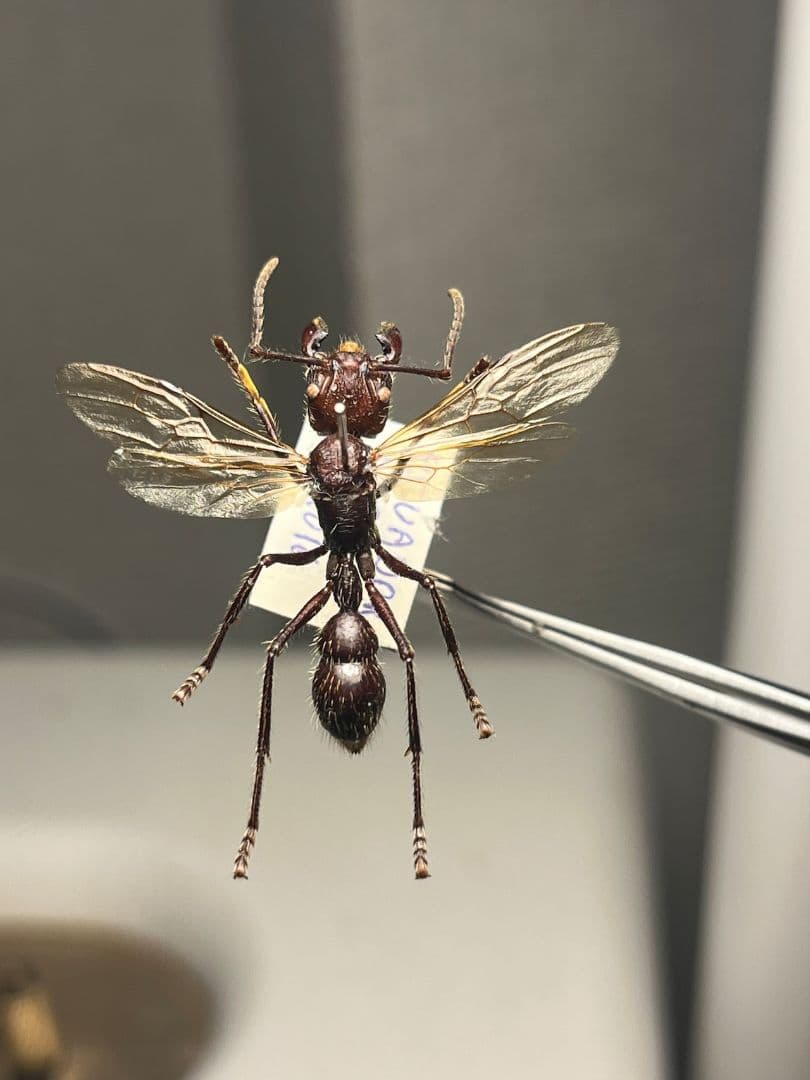 【開翅標本】パラポネラ アシナガアリ いきもの大図鑑 蟻 クロオオアリ