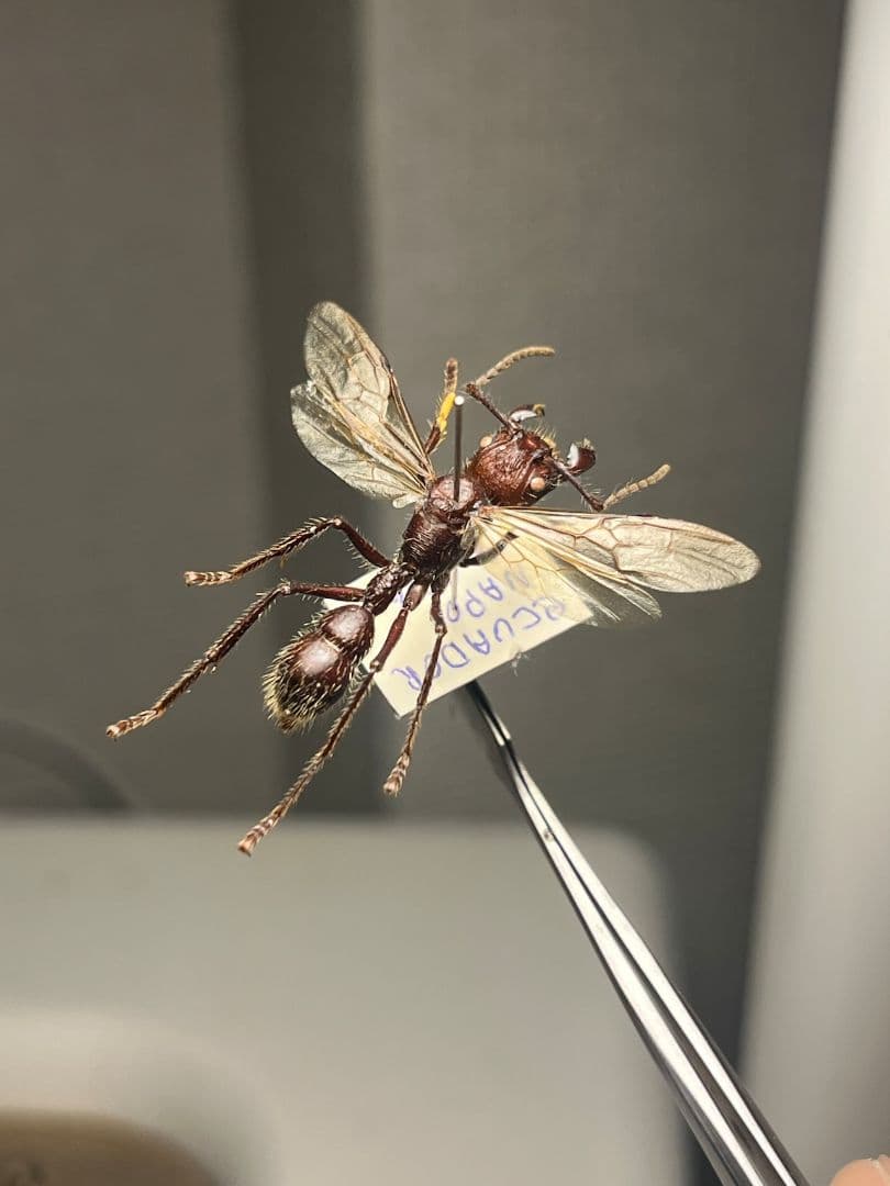 【開翅標本】パラポネラ アシナガアリ いきもの大図鑑 蟻 クロオオアリ