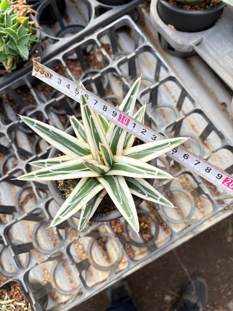 アガベ　氷山　鉢ごと　子株付き