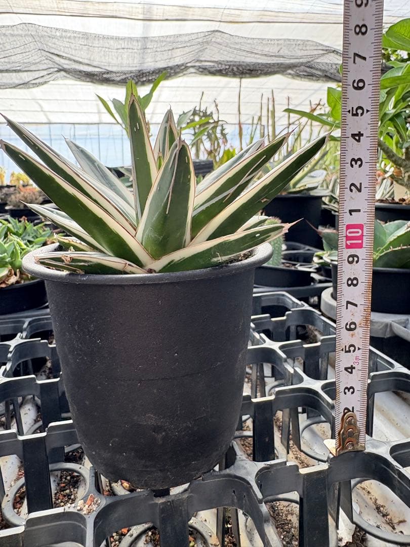 アガベ　氷山　鉢ごと　子株付き