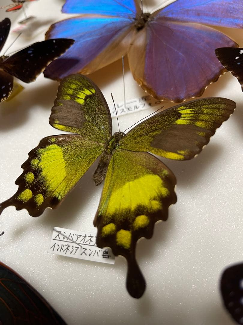 希少！外国産 国産 蝶標本12セット ディディウスモルフォ/ナンベイコムラサキ等