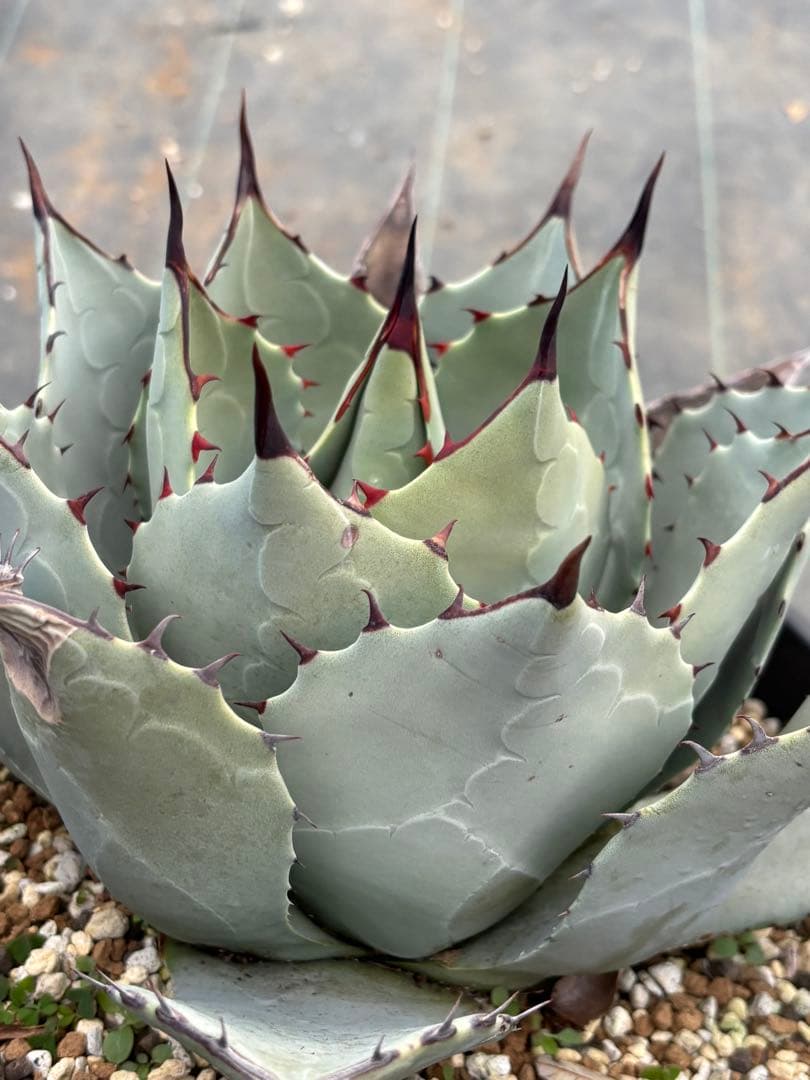 アガベ　パリーハイブリッド　検索　リップルエフェクト　オリザバ