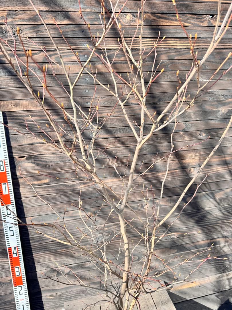 シロモジ/株立ち【現品発送】管理80012