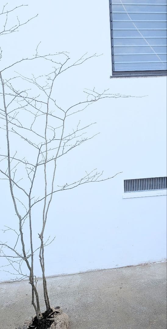 山採りアオハダ。