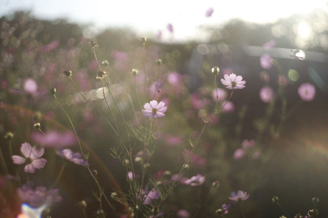HELIOS 44-2 58mm f2.0 + Canon EFマウント用