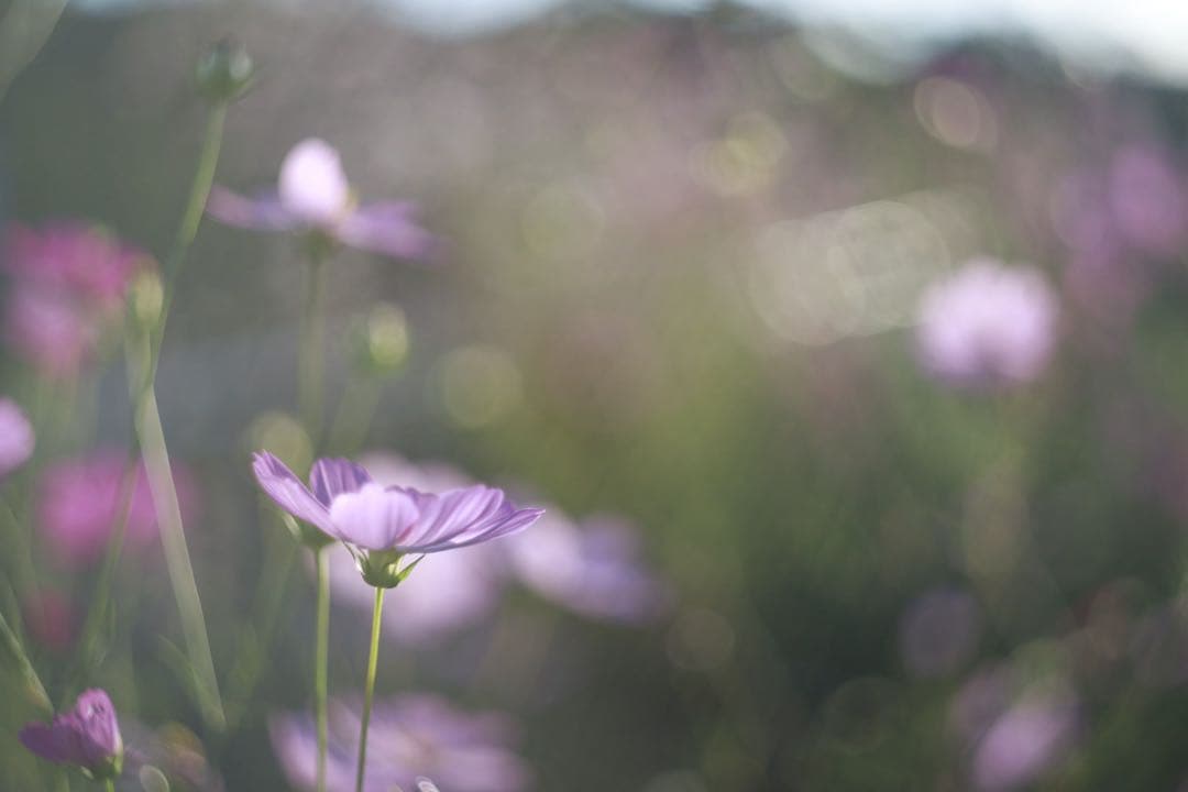 HELIOS 44-2 58mm f2.0 + Canon EFマウント用