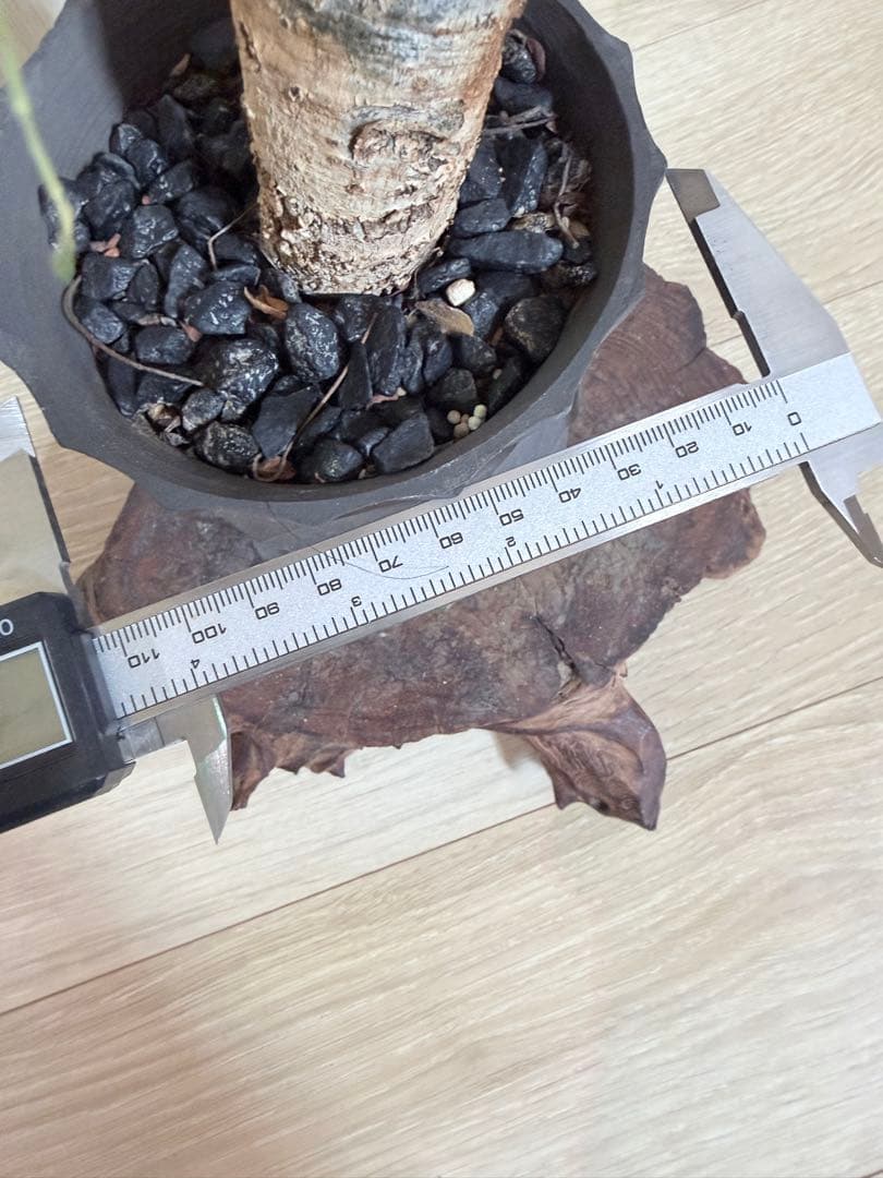 塊根植物 ボスウェリアネグレクタ