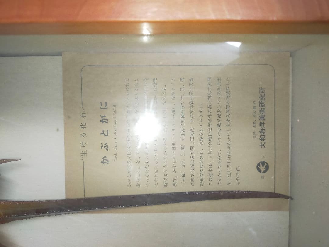 シ*ン様 カブトガニ 標本 木製ケース入り　国産