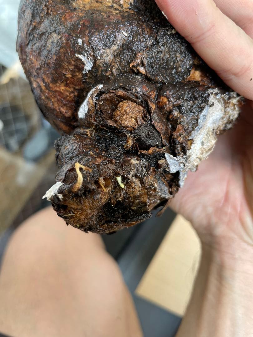 ユーフォルビア　ムランジーナ