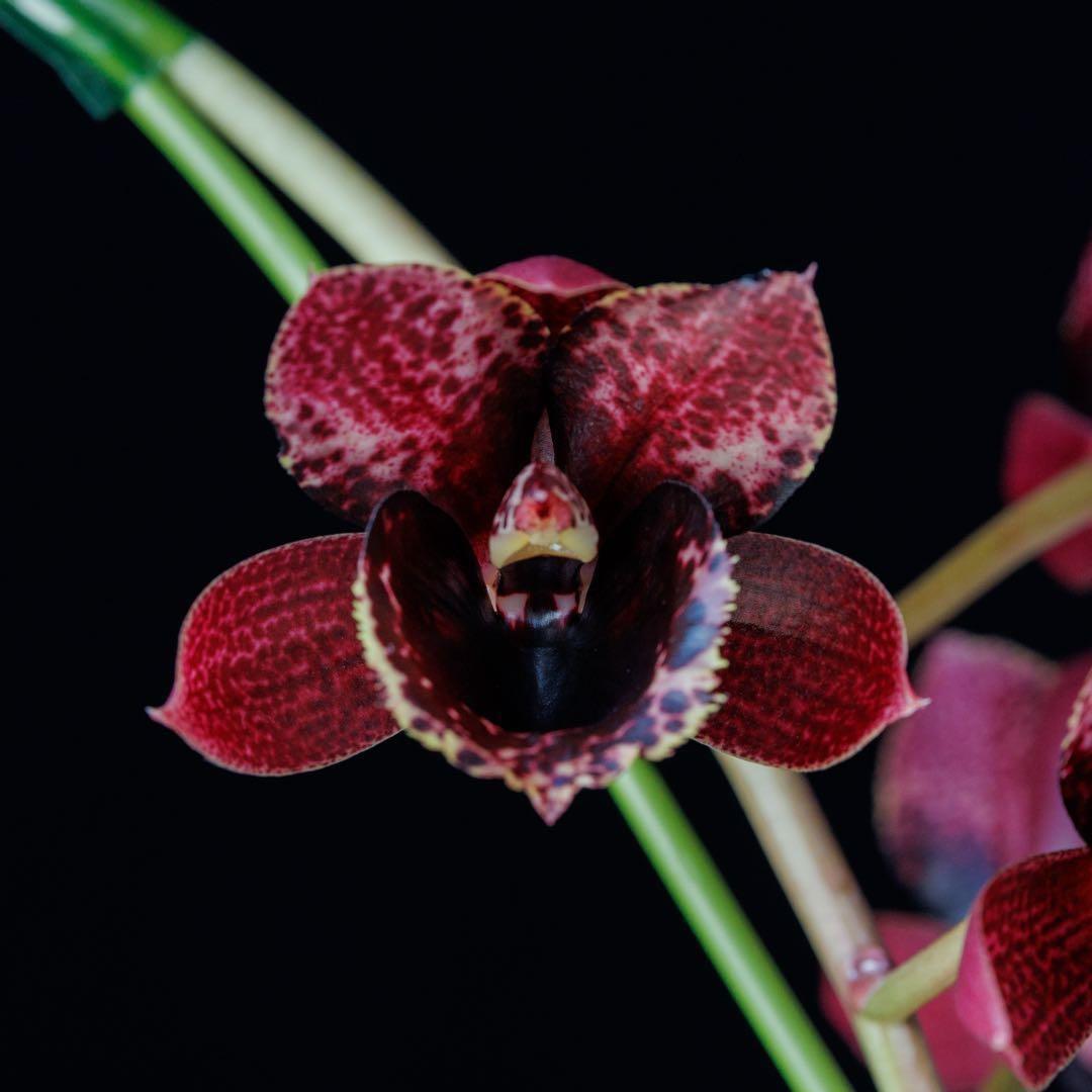 タケノコ蘭 SVO 選別個体 Fredclarkeara カタセタム 新芽有り