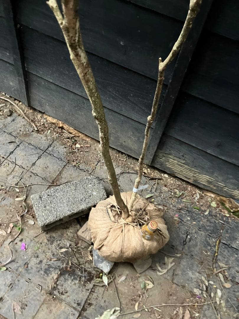 81 山採り　アセビ