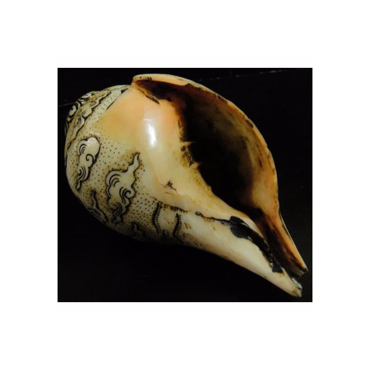 ◆チベット密教法具　法螺貝（シャンカ）カーリー