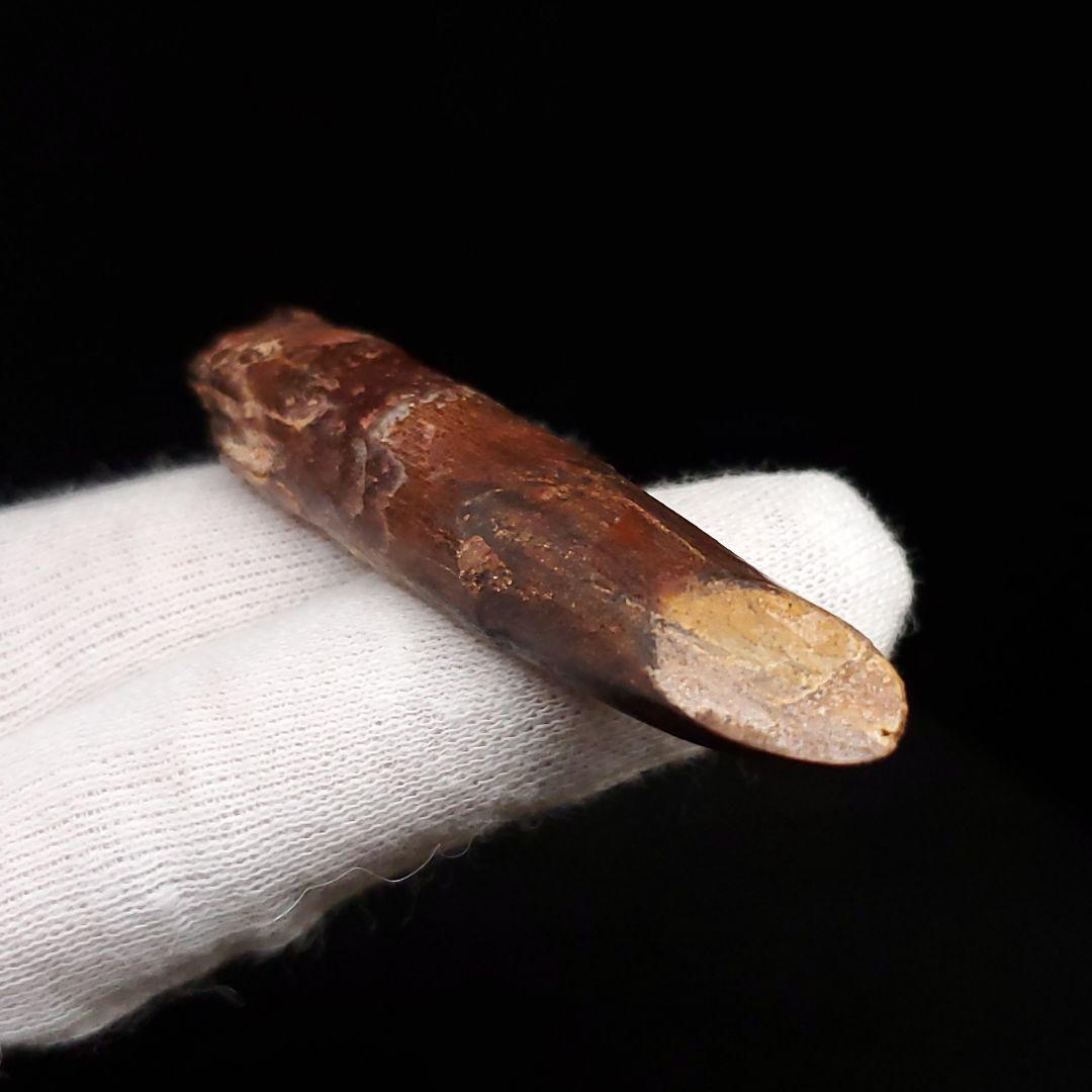 極上 レッバキサウルス 歯 化石 本物 モロッコ産 61.80mm  fr104