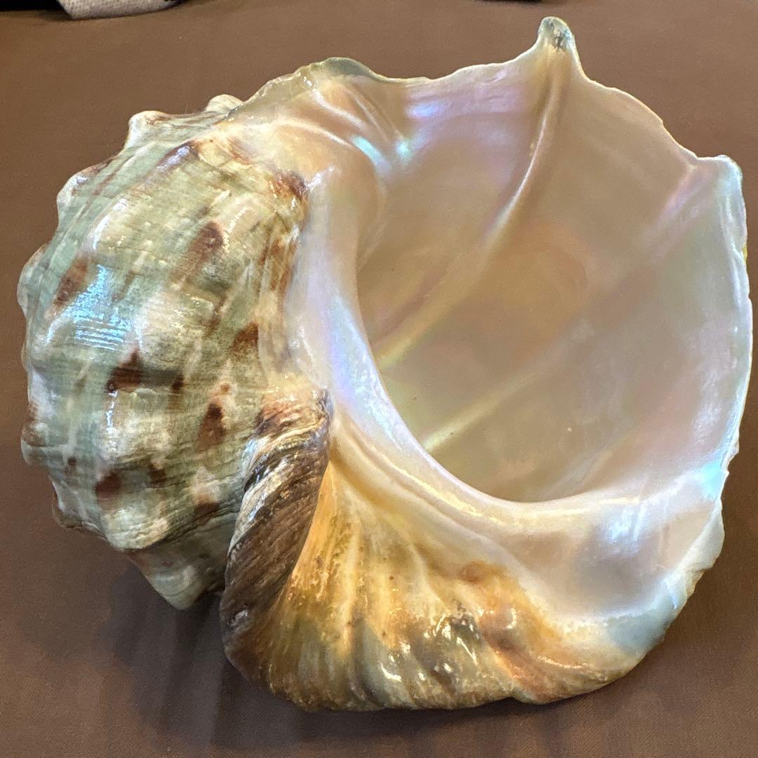 大きめの巻貝の置物