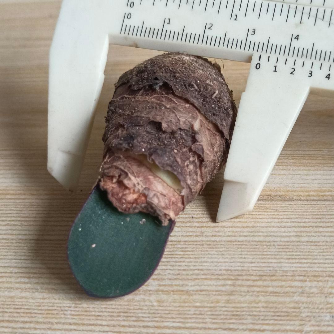 434 ハエマンサスノルティエリ Haemanthus nortieri特選大株