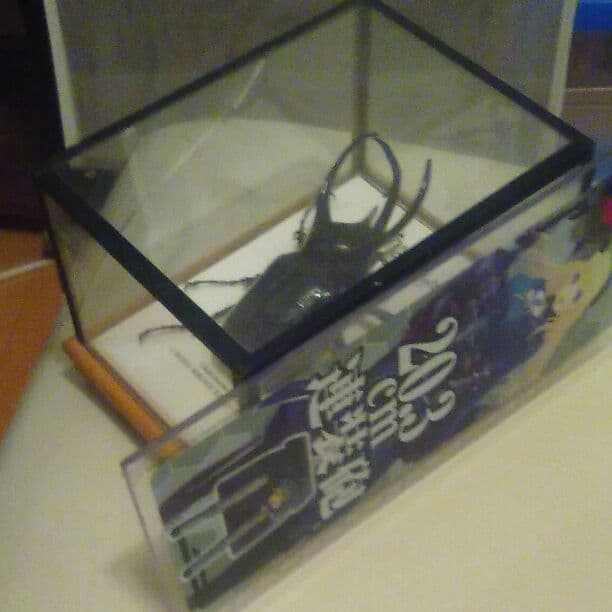 【巨大!】コーカサスオオカブト