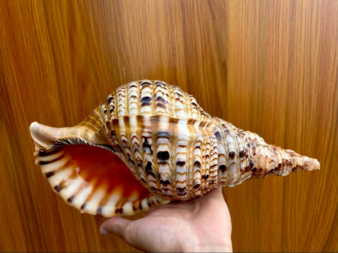 法螺貝　2個セット　(35.5cm 32.8cm)