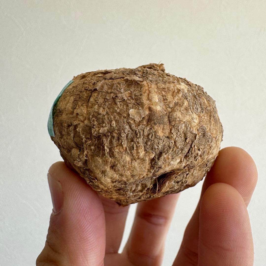 5.アデニア・オバタ 輸入直後ベアルート株　Adenia Ovata