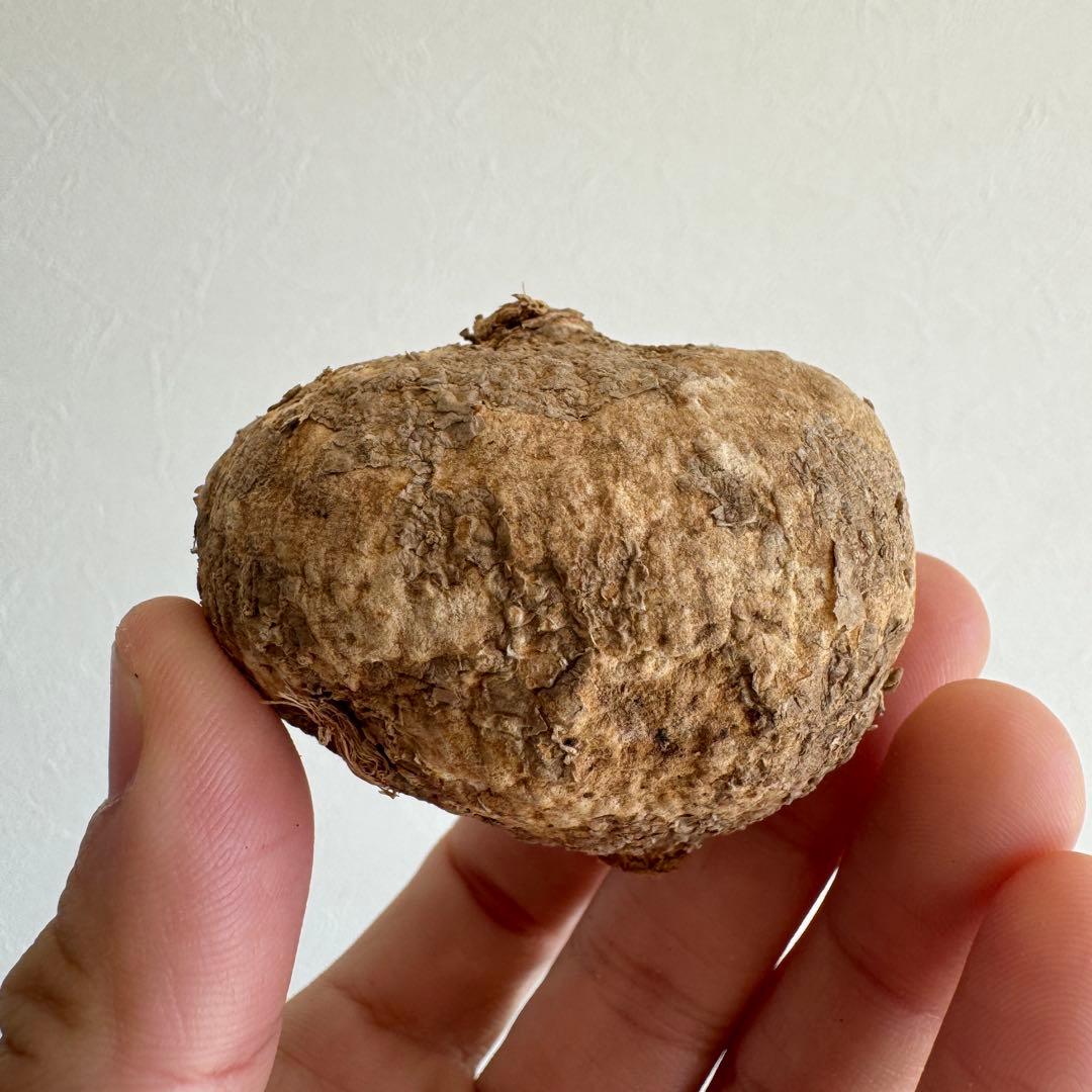 5.アデニア・オバタ 輸入直後ベアルート株　Adenia Ovata