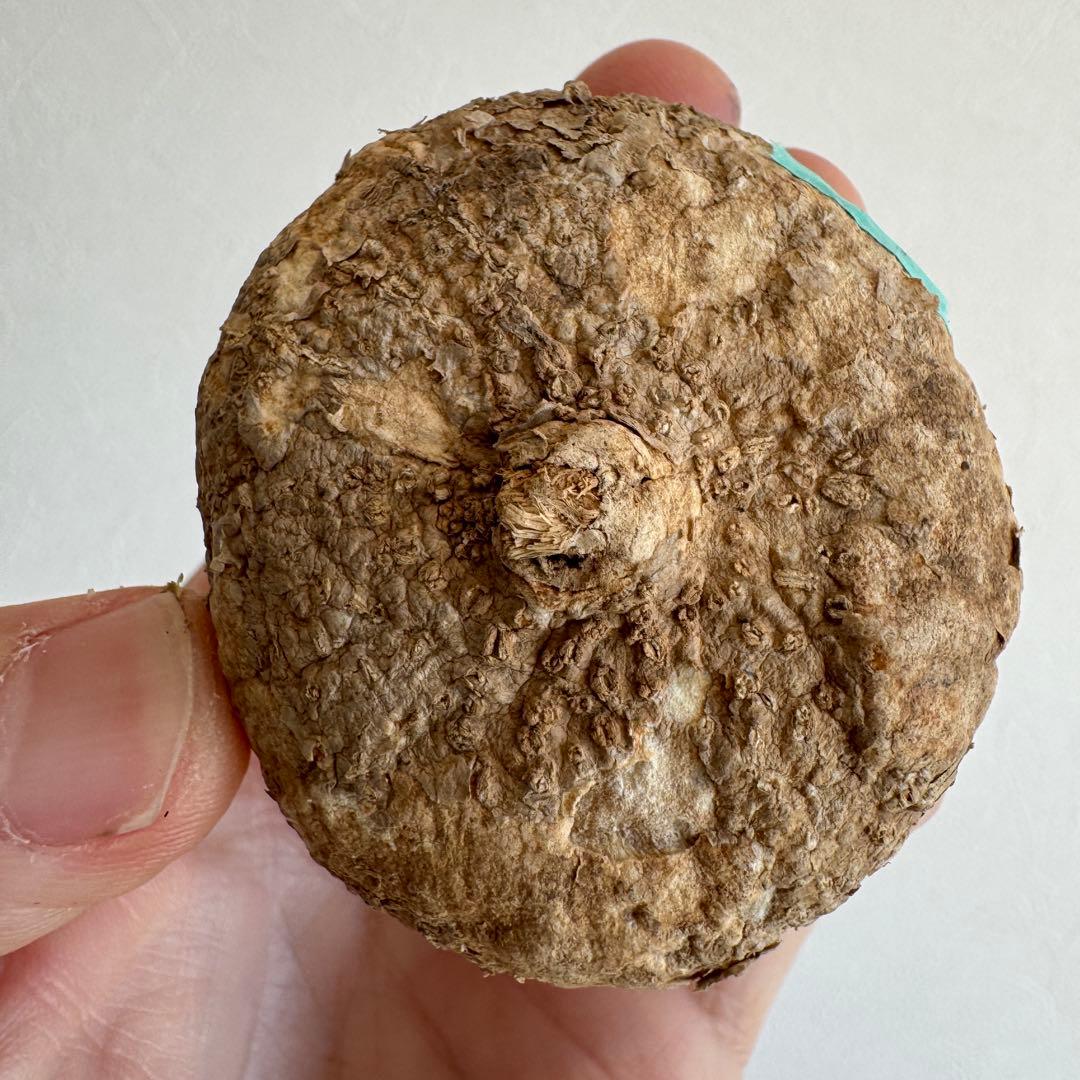 5.アデニア・オバタ 輸入直後ベアルート株　Adenia Ovata