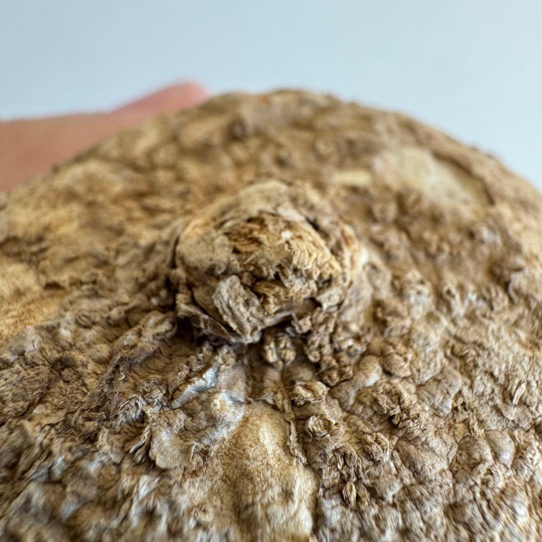 5.アデニア・オバタ 輸入直後ベアルート株　Adenia Ovata