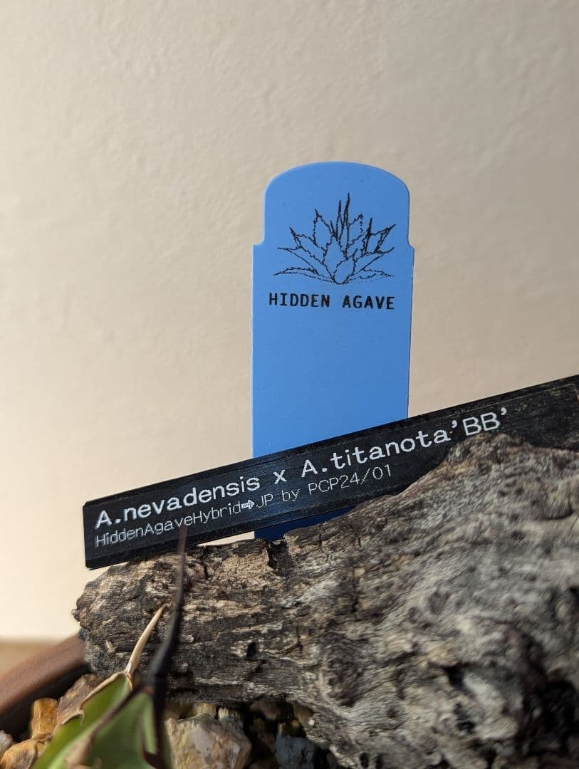 アガベ （ネバデンシス✕BB）HIDDEN AGAVE