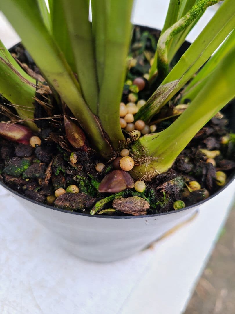 4寸。ミスマフェット。花芽合計11個。5鉢セット。蜜蜂誘引蘭。日本蜜蜂