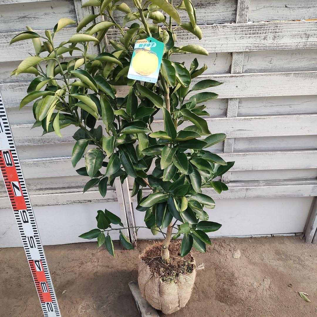 まゆゆゆさま専用 獅子柚子 3年生 大苗