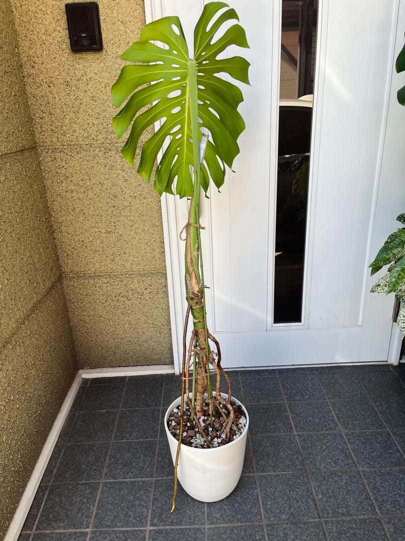 モンステラ デリシオーサ 120cm 幹立ち　1本立ち　根上