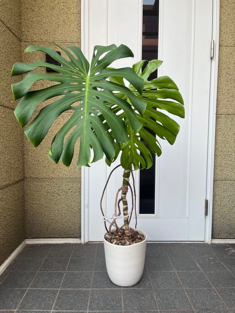 モンステラ デリシオーサ 120cm 幹立ち　1本立ち　根上