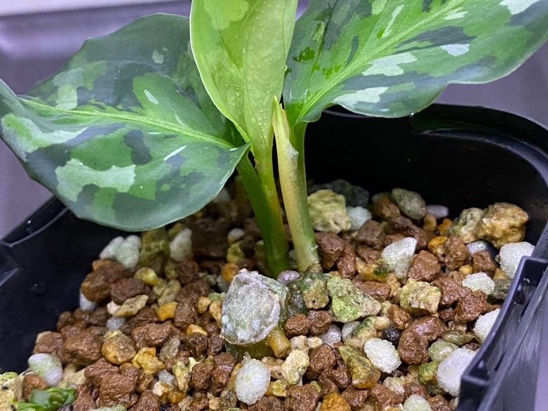 アグラオネマ ピクタム Aglaonema pictum tricolor2株