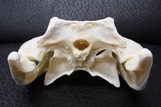 高品質　29ｃｍ！シャムワニの頭骨