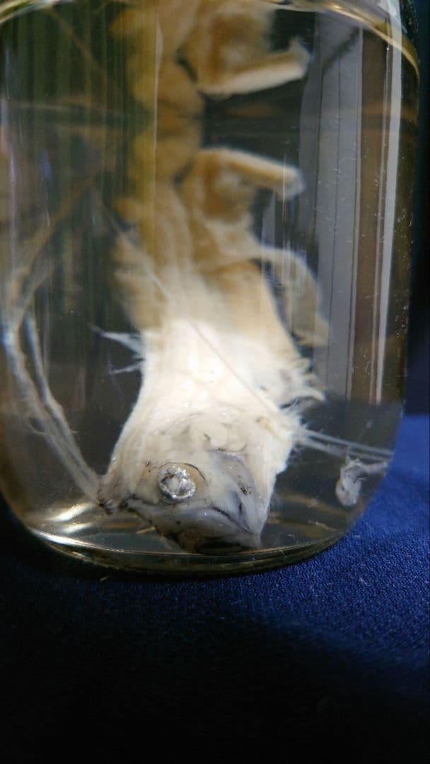 【激レア】リュウグウノツカイ（Regalecus glesne）エタノール標本