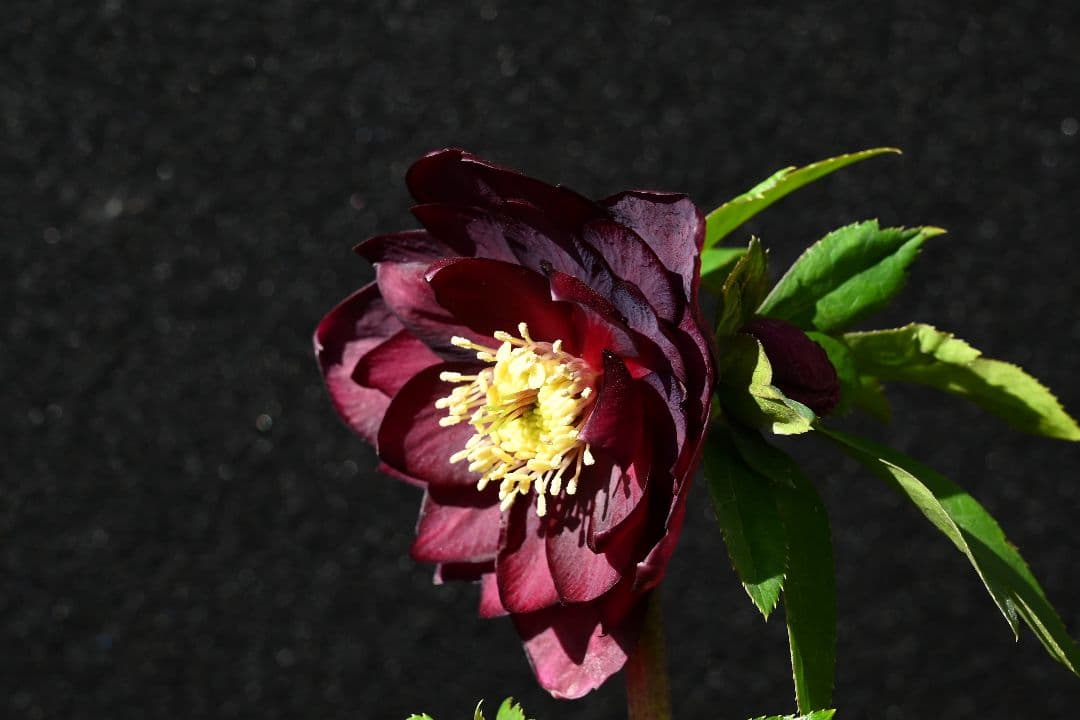 クリスマスローズ　認定グロッシーカラー　加藤農園