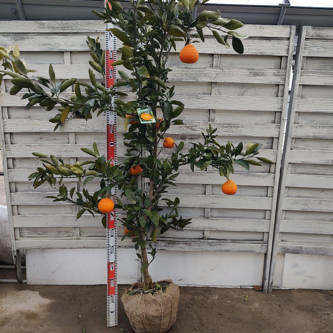 田口早生みかん 5年生 大苗