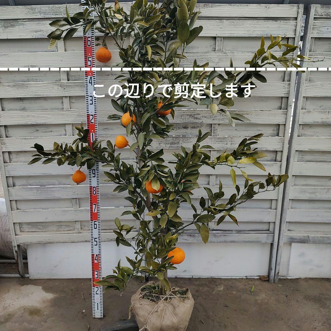 田口早生みかん 5年生 大苗