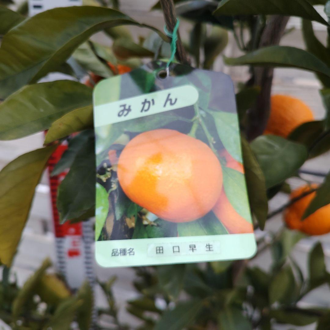 田口早生みかん 5年生 大苗