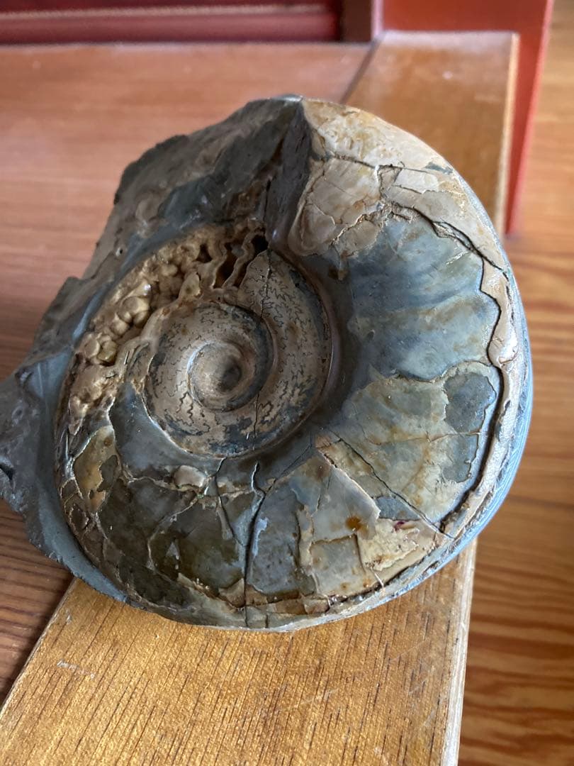 北海道　美品　結晶化したアンモナイト・ハウエリセラス　化石　最薄のアンモナイト