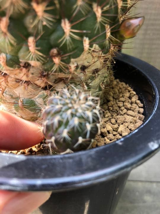 サボテン スルコレブチアsp♪カキコ１つ