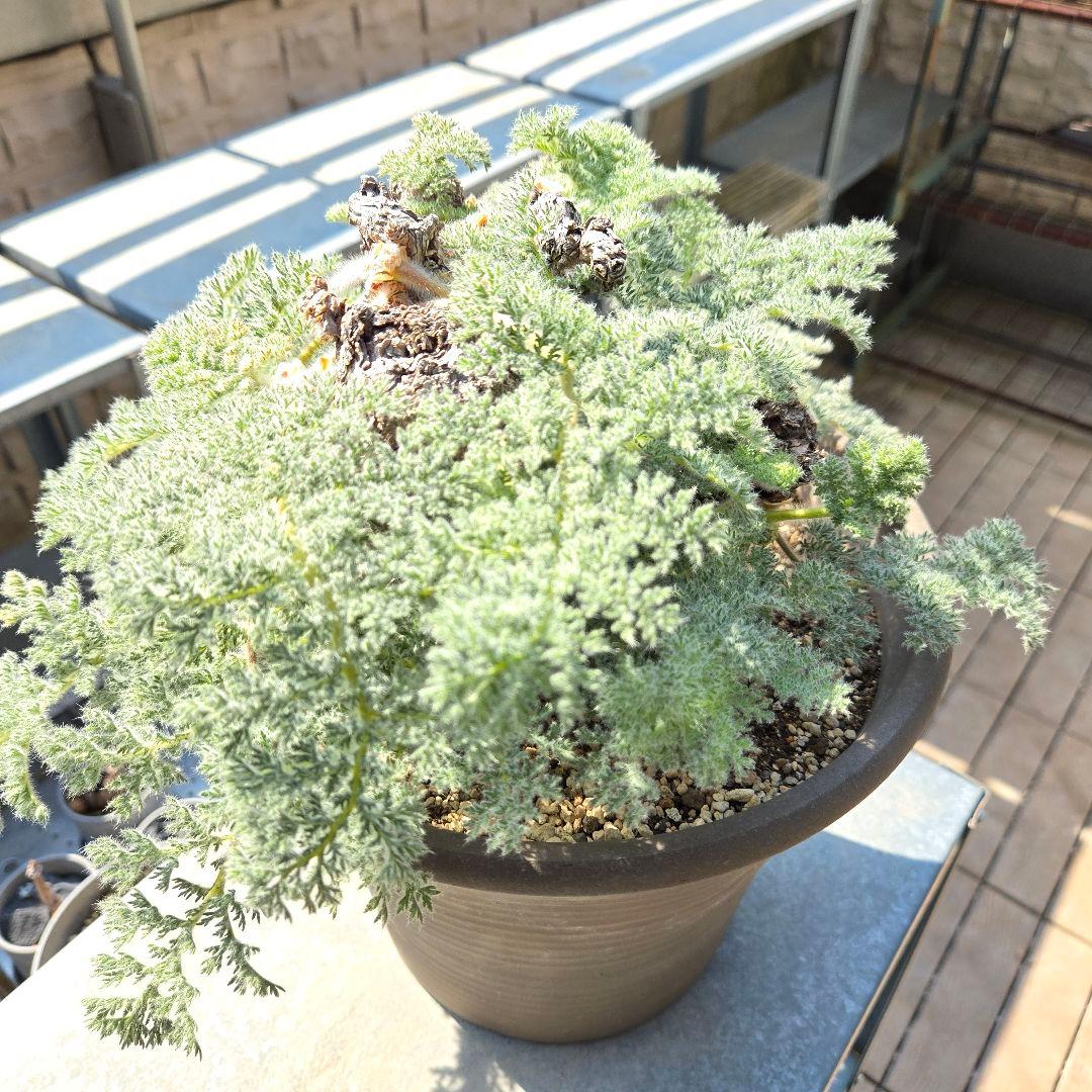 大型 Pelargonium triste ペラルゴニウム トリステ 鉢付