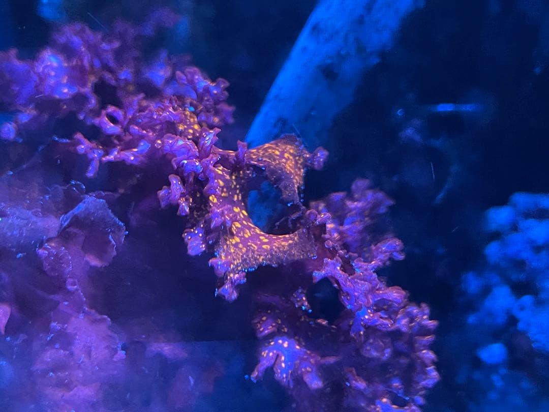 【匿名・宅急便】　赤色海藻詰め合わせ②　紅藻　+ 褐藻　緑藻