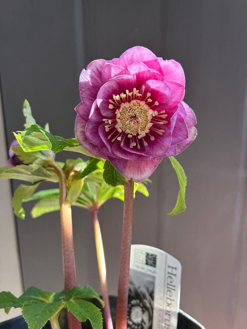 ♡広瀬園芸♡美少女ピンク白抜け　ソレイユ系