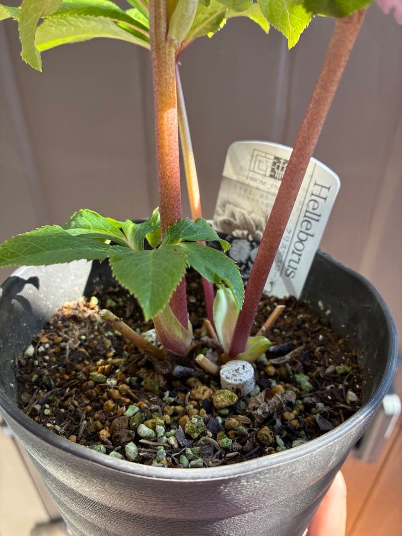 ♡広瀬園芸♡美少女ピンク白抜け　ソレイユ系