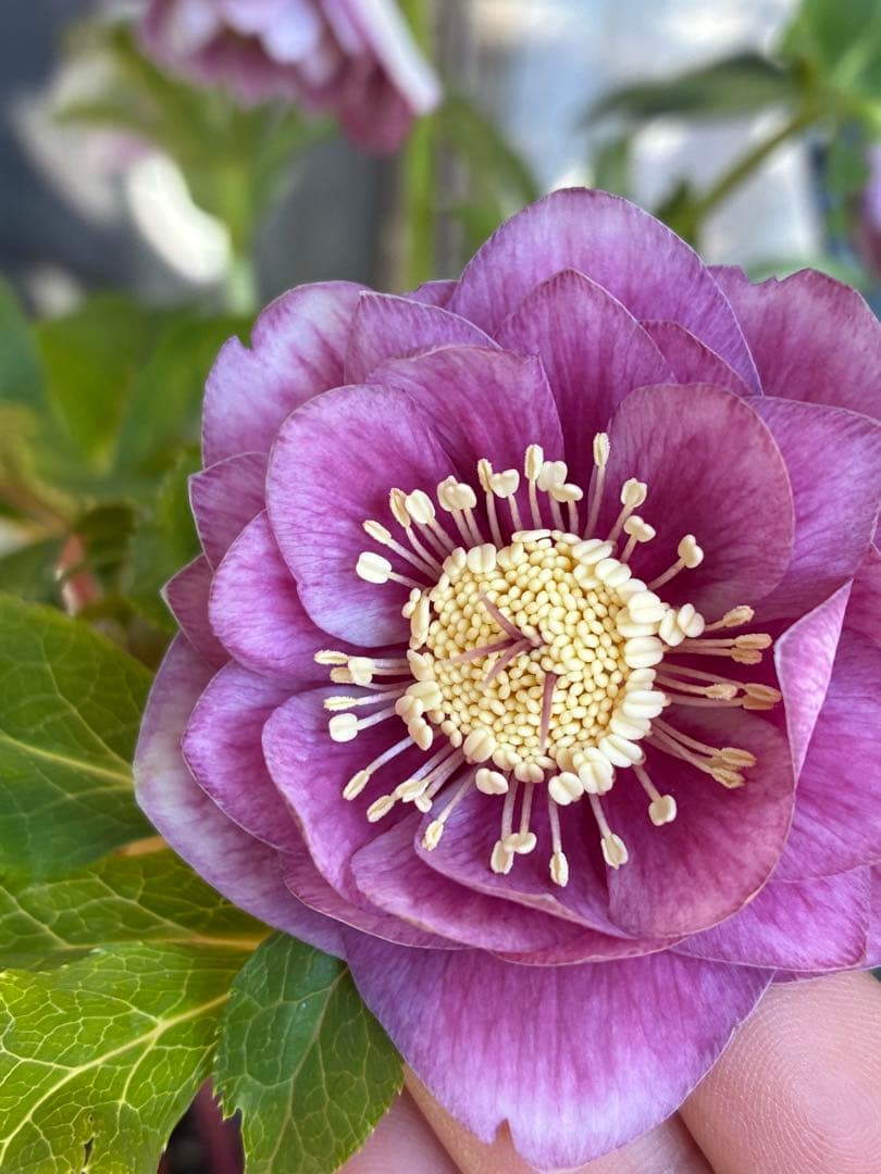 ♡広瀬園芸♡美少女ピンク白抜け　ソレイユ系